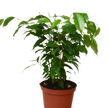 Ficus 'Benjamina' - 6
