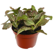Fittonia 'Pink'