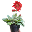 Gerbera Sweet Love Red