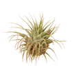 Tillandsia Air Plant Ionantha Guatemala