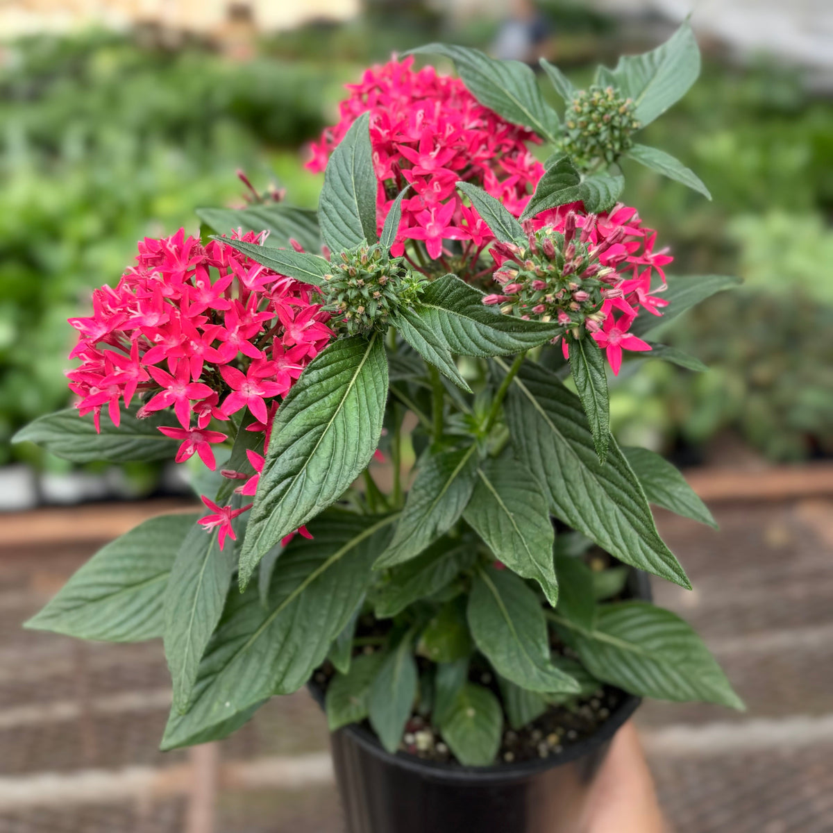 Pentas Red
