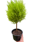 Cypress Lemon Topiary | Fragrant Chartreuse Topiary Plant | House Plant Shop