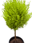 Cypress Lemon Topiary | Fragrant Chartreuse Topiary Plant | House Plant Shop