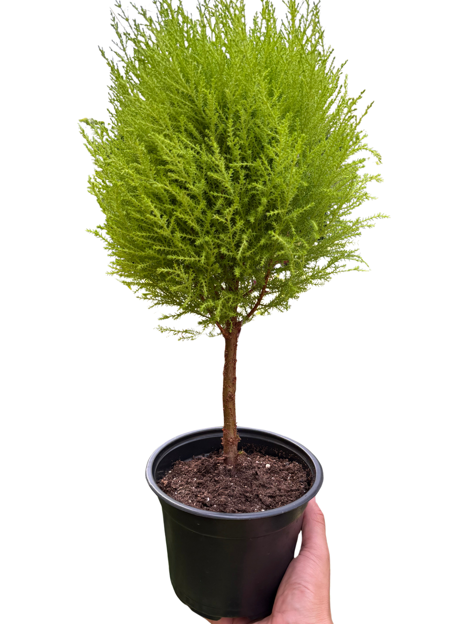 Cypress Lemon Topiary | Fragrant Chartreuse Topiary Plant | House Plant Shop