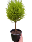Cypress Lemon Topiary | Fragrant Chartreuse Topiary Plant | House Plant Shop