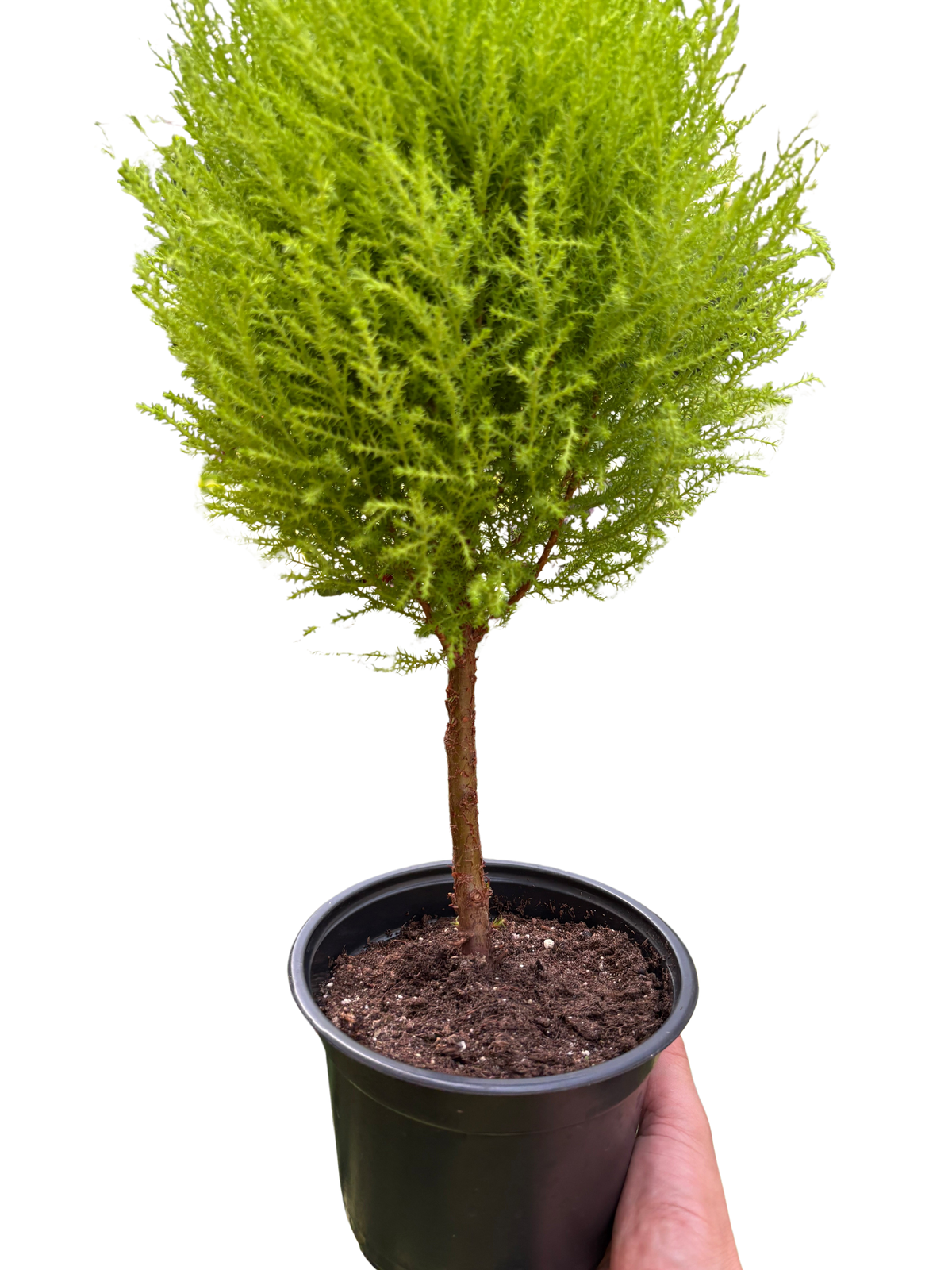 Cypress Lemon Topiary | Fragrant Chartreuse Topiary Plant | House Plant Shop