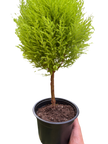 Cypress Lemon Topiary | Fragrant Chartreuse Topiary Plant | House Plant Shop