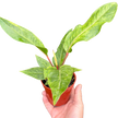 Anthurium Renaissance | Red Flowering Plant with Long-Lasting Blooms | House Plant Shop