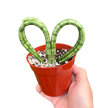 Snake Plant Heart | Compact Heart-Shaped Low-Maintenance Plant | House Plant Shop