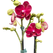 Red Phalaenopsis Orchid | Moth Orchid with Red Flowers | House Plant Shop