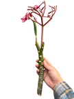 Plumeria Mex Pink Single | Fragrant Pink Tropical Flowers | House Plant Shop
