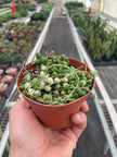 Succulent 'String of Pearls' Variegated