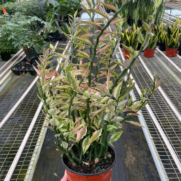Variegated Devil's Backbone Euphorbia