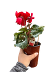 Cyclamen 'Red'