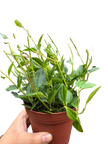 Peperomia Angulata (Beetle Peperomia) | Unique Trailing Plant | House Plant Shop