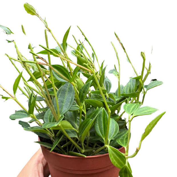 Peperomia Angulata (Beetle Peperomia) | Unique Trailing Plant | House Plant Shop