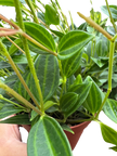 Peperomia Angulata (Beetle Peperomia) | Unique Trailing Plant | House Plant Shop