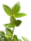 Peperomia Angulata (Beetle Peperomia) | Unique Trailing Plant | House Plant Shop