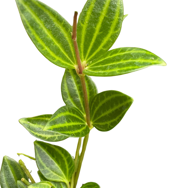 Peperomia Angulata (Beetle Peperomia) | Unique Trailing Plant | House Plant Shop