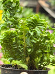 Fern 'Emina' | Curly Boston Fern for Hanging Displays | House Plant Shop