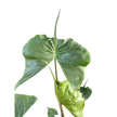 Alocasia Stingray | Unique Elephant Ear Plant | House Plant Shop