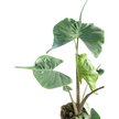 Alocasia Stingray | Unique Elephant Ear Plant | House Plant Shop