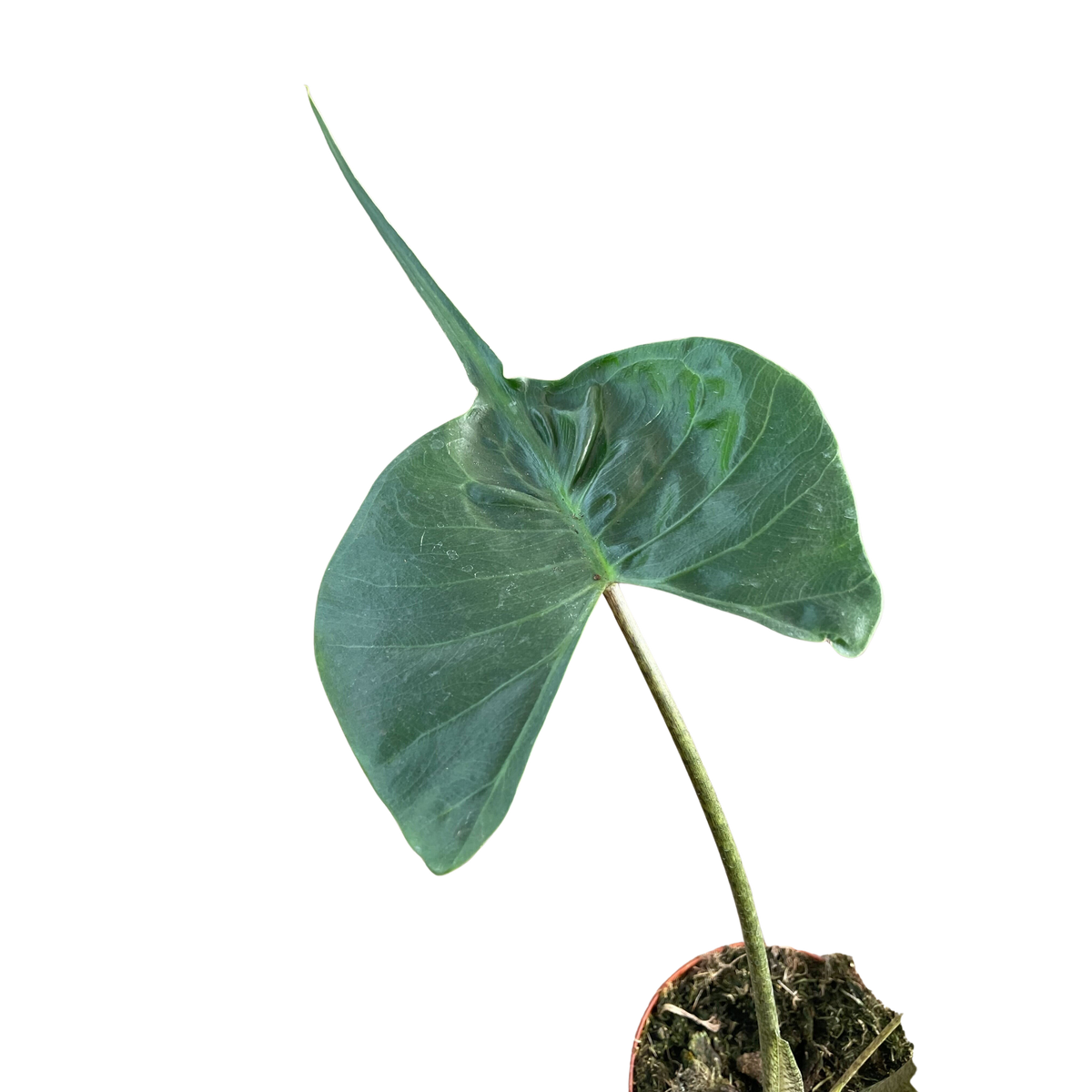 Alocasia Stingray | Unique Elephant Ear Plant | House Plant Shop