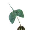 Alocasia Stingray | Unique Elephant Ear Plant | House Plant Shop