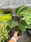Calathea 'Warscewiczii' - 6