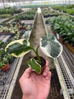 Alocasia 'Mickey Mouse' (Xanthosoma sagittifolium 'Variegatum Monstrosum')