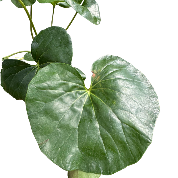 Farfugium japonicum (Leopard Plant) | Bold Architectural Foliage Plant | House Plant Shop