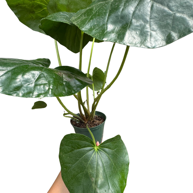 Farfugium japonicum (Leopard Plant) | Bold Architectural Foliage Plant | House Plant Shop