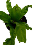 Bird's Nest 'Leslie' Fern