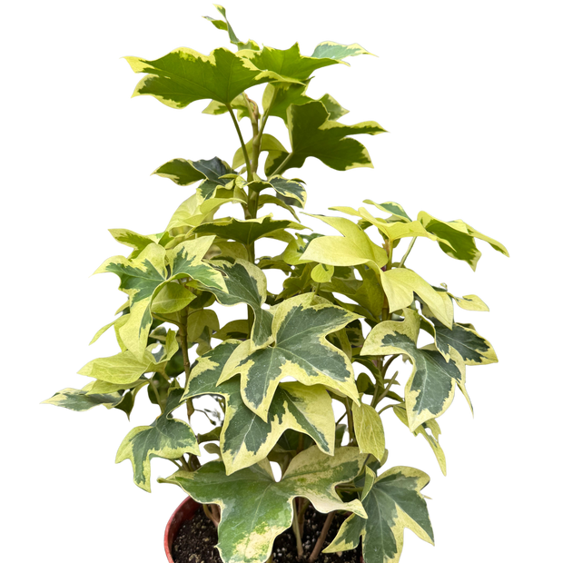 Variegated English Ivy | Trailing Plant with Cream & Green Leaves | House Plant Shop