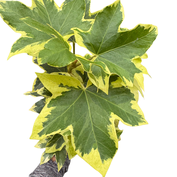 Variegated English Ivy | Trailing Plant with Cream & Green Leaves | House Plant Shop