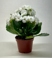 Kalanchoe 'Blossfeldiana'