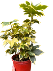 Variegated English Ivy | Trailing Plant with Cream & Green Leaves | House Plant Shop