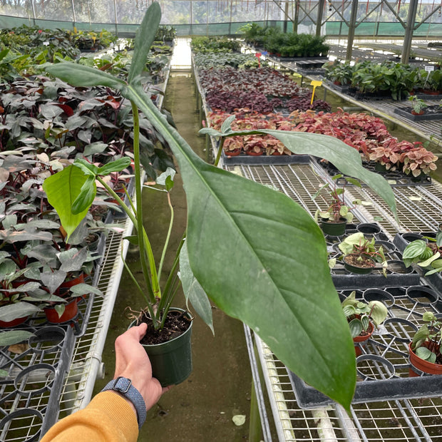 Philodendron 'Joepii'