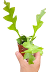 Shark Tooth Orchid Cactus