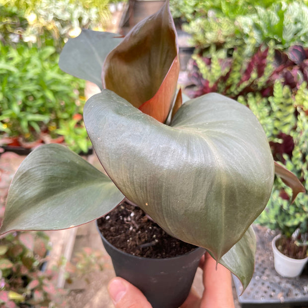 Philodendron Red Heart | Red Foliage Tropical Plant | House Plant Shop