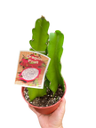 Dragon Fruit