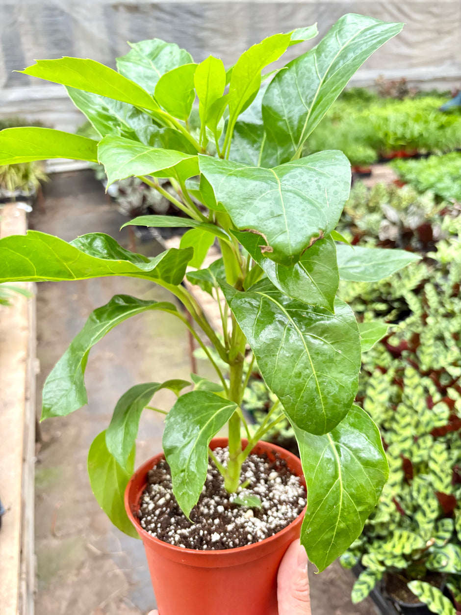 Schefflera Actinophylla
