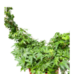 Ivy Green Topiary Heart