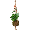 Bead Kokedama Moss Ball Hanging Plant