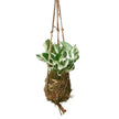 Kokedama Moss Ball Hanging Plant