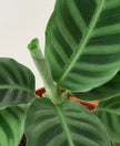 Calathea 'Zebrina' - 4