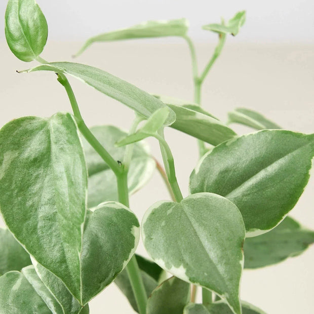 Peperomia 'Cupid'