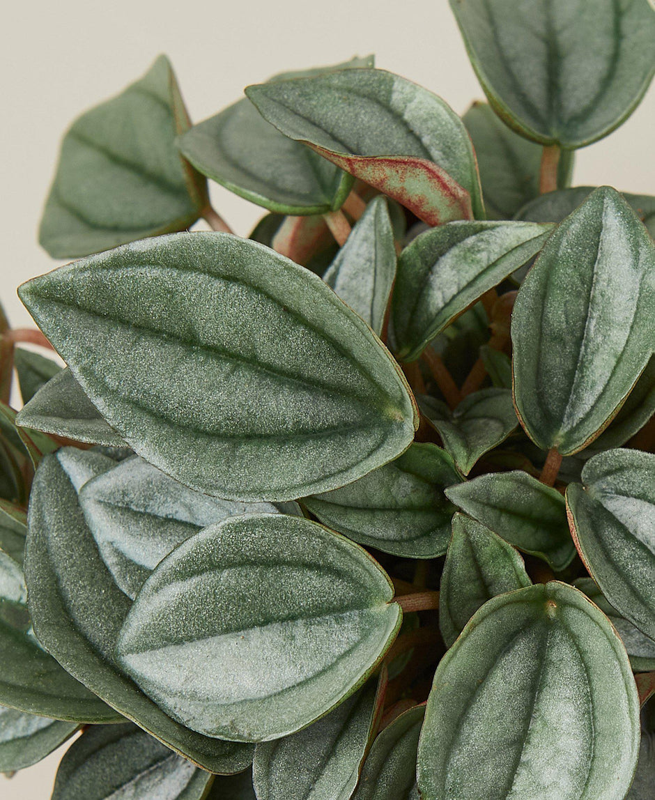 Peperomia 'Napoli Nights' - 4