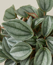 Peperomia 'Napoli Nights' - 4