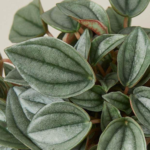 Peperomia 'Napoli Nights' - 4" Pot